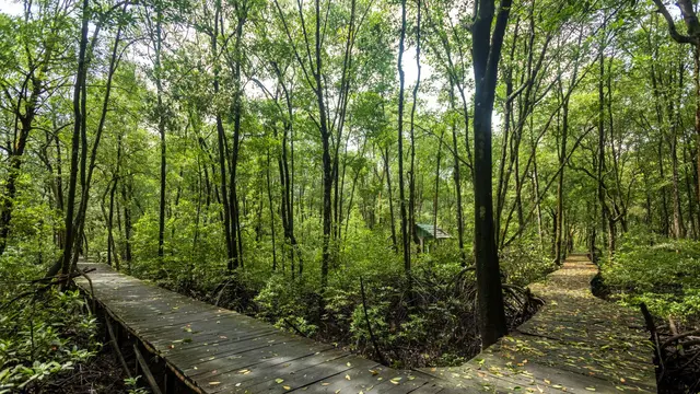 Kawasan Konservasi Mangrove dan Bekantan di Kota Tarakan.