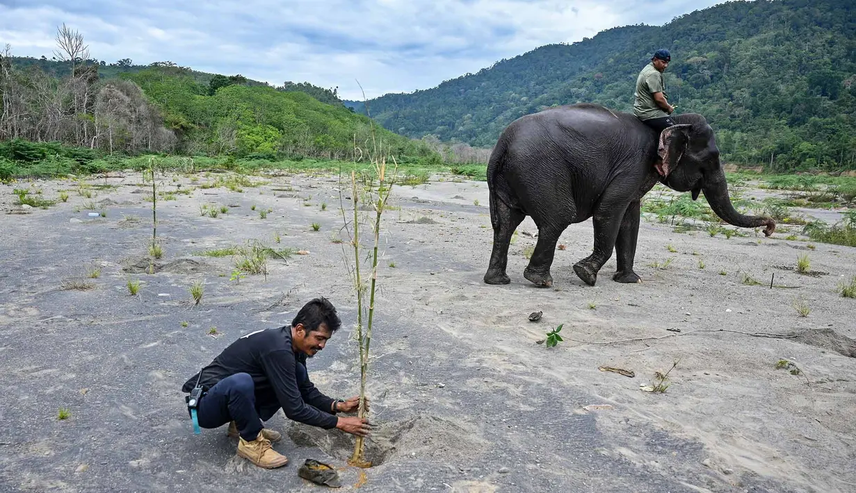 Relawan peduli lingkungan menanam pohon di Daerah Aliran Sungai (DAS) Peusangan, Negeri Antara, Bener Meriah, Aceh, Sabtu (18/7/2026). (AFP/ Chaideer Mahyuddin)