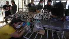 Para staf merawat seekor macan tutul yang terluka di sebuah pusat perlindungan satwa di Negara Bagian Goias, Brasil (27/9/2020). Kebakaran hutan di lahan basah Pantanal terus meluas hingga mengancam kehidupan satwa liar dan lingkungan sekitar. (Xinhua/Lucio Tavora)
