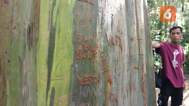 vandalisme yang merusak keindahan pohon Leda di TN Lore Lindu