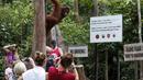 Sejumlah wisatawan melihat seekor orang utan di Taman Nasional Tanjung Puting, Kalimantan Tengah, pada Selasa (16/6/2015). PBB memprediksi dalam dua dekade mendatang orang utan akan punah jika penggundulan hutan terus berlanjut. (REUTERS/Darren Whiteside)