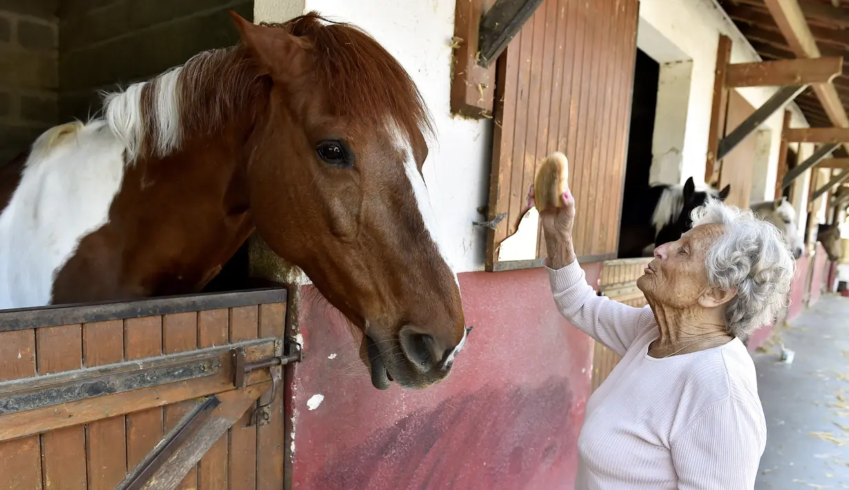 Nicole de Villeneuve (89) memberi makan kuda sebelum sesi pelatihan stabil berkuda di Arcachon, Prancis (24/4). Setelah berhenti berkuda selama 30 tahun, Nicole de Villeneuve baru saja memenangkan pertunjukan kuda pertamanya. (AFP Photo/Georges Gobet)