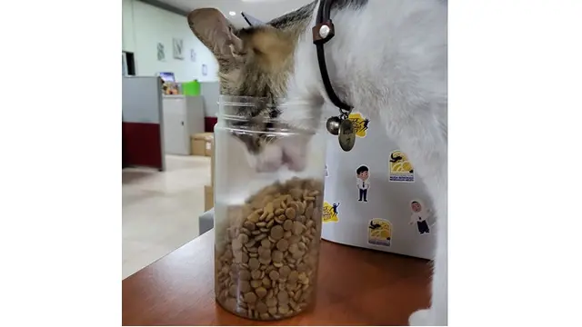 Cerita Kantor Pajak Angkat Kucing Jadi 'Pegawai', Ini 6 Potret Gemasnya