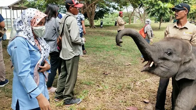 Gajah Togar bermain dengan pengunjung PLG Minas di Kabupaten Siak.