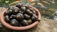 Cara Ternak Keong untuk Pakan Ternak yang Optimal dan Hemat Biaya