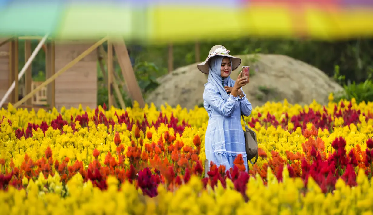 Seorang pengunjung berswafoto saat mengunjungi Taman Bunga Celosia di Panga, provinsi Aceh, 27 Januari 2019. Dibuka untuk siapapun, pemilik memberlakukan tarif Rp10 ribu dengan durasi berada ditaman tidak dibatasi. (CHAIDEER MAHYUDDIN/AFP)