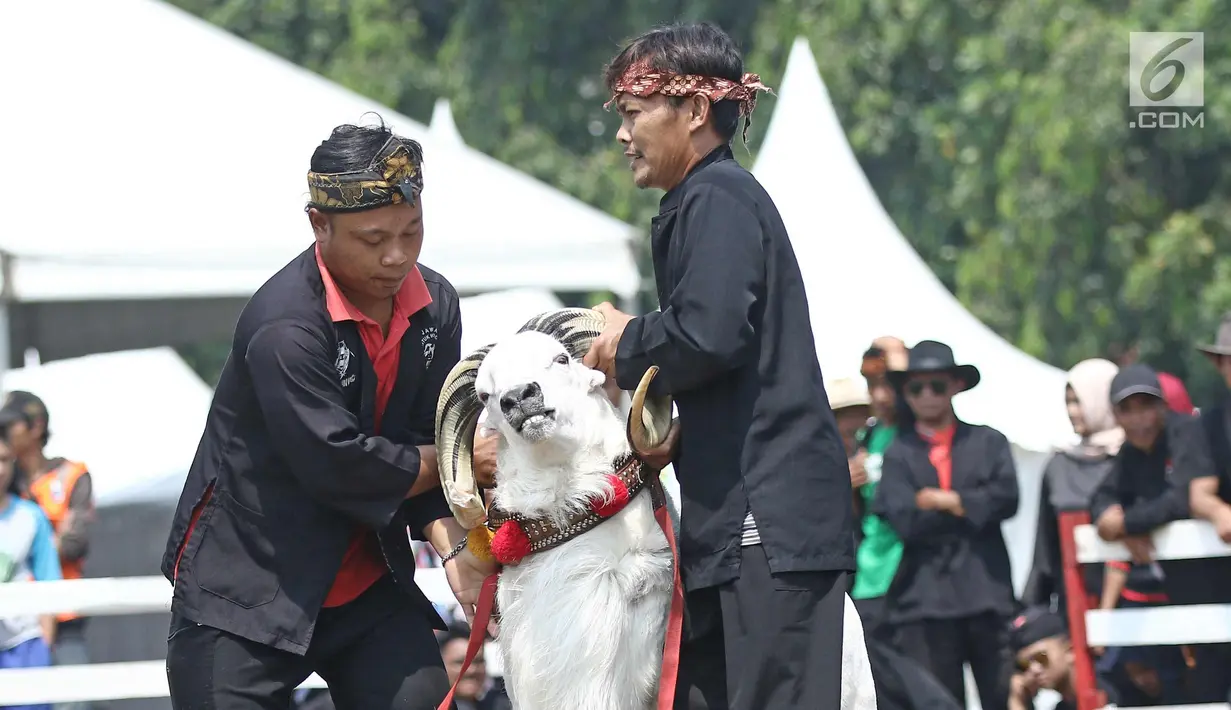 Peserta mengistirahatkan dombanya saat mengikuti ketangkasan domba Garut dalam acara Jambore Peternakan Nasional 2017 di Buperta Cibubur, Jakarta, Sabtu (23/9). Lomba ini diikuti sebanyak 160 ekor domba.  (Liputan6.com/Herman Zakharia)