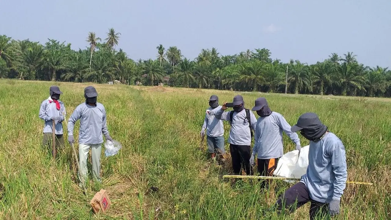 Gerakan pengendalian (gerdal) hama tikus melalui aksi gropyokan yang dilakukan pihak Dinas Tanaman Pangan dan Hortikultura (TPH) Provinsi Sumatera Utara. (Dok Kementan)