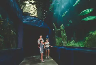 Aquarium memberikan pengalaman visual yang kuat melalui tampilan berbagai jenis ikan dan biota laut (Sumber: Pexels.com)
