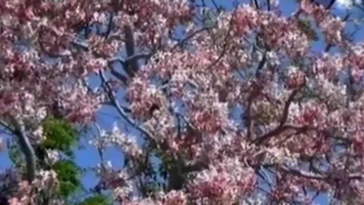 Tak Hanya di Jepang, Bunga Sakura Ini Bermekaran di Sumba