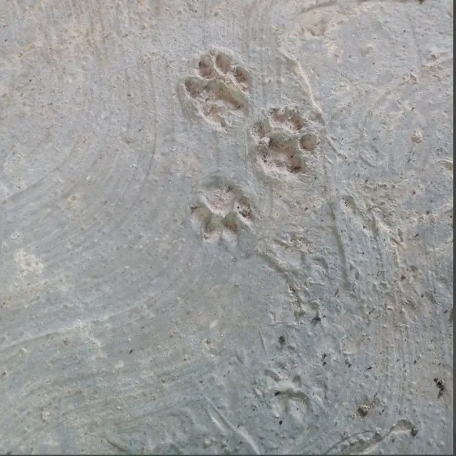 Banyak Tingkah, 6 Potret Jejak Kaki Kucing di Lantai hingga Cor Kering Ini Lucu