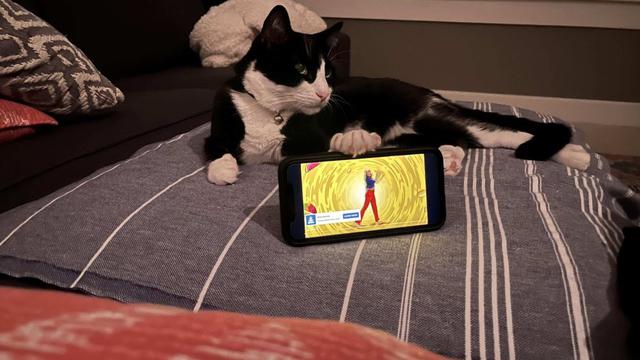 6 Aksi Kucing Bantu Majikan Nonton Film di HP, Lucu Maksimal