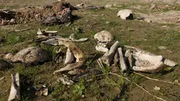 Tulang dan tengkorak terlihat di sebuah kuburan massal yang diduga lokasi makam anggota Yazidi Irak di pinggiran Sinjar, 30 November 2015. Pasukan Kurdi menemukan kuburan ini usai berhasil merebut kembali kota Irak dari militan ISIS. (Reuters/Ari Jalal)