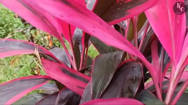 Tanaman Hanjuang Merah/Youtube Kebun Cilik