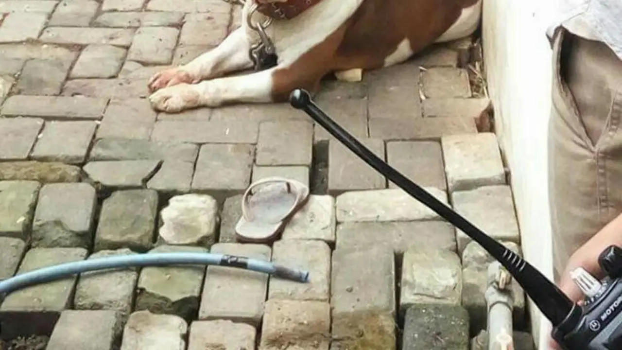 [Bintang] Kenapa Anjing Pitbull Menyerang Manusia?