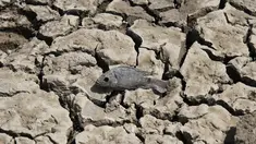 Bangkai Ikan yang mati akibat kekeringan di danau Choursiyavas, Rajasthan , India 2 Juni 2016. Gelombang  panas yang melanda India saat merupakan salah satu yang parah. (REUTERS / Himanshu Sharma)