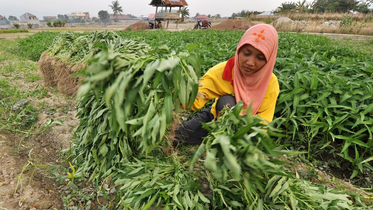 Kemarau Bikin Petani Sayur-Mayur di Palu Merugi