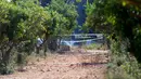 Puing-puing setelah helikopter dan pesawat kecil tabrakan terlihat di sebuah lapangan dekat Inca, Pulau Mallorca, Spanyol, Minggu (26/8/2019). Identitas serta kewarganegaraan dari para korban pun belum dapat dipastikan. (STRINGER / AFP)