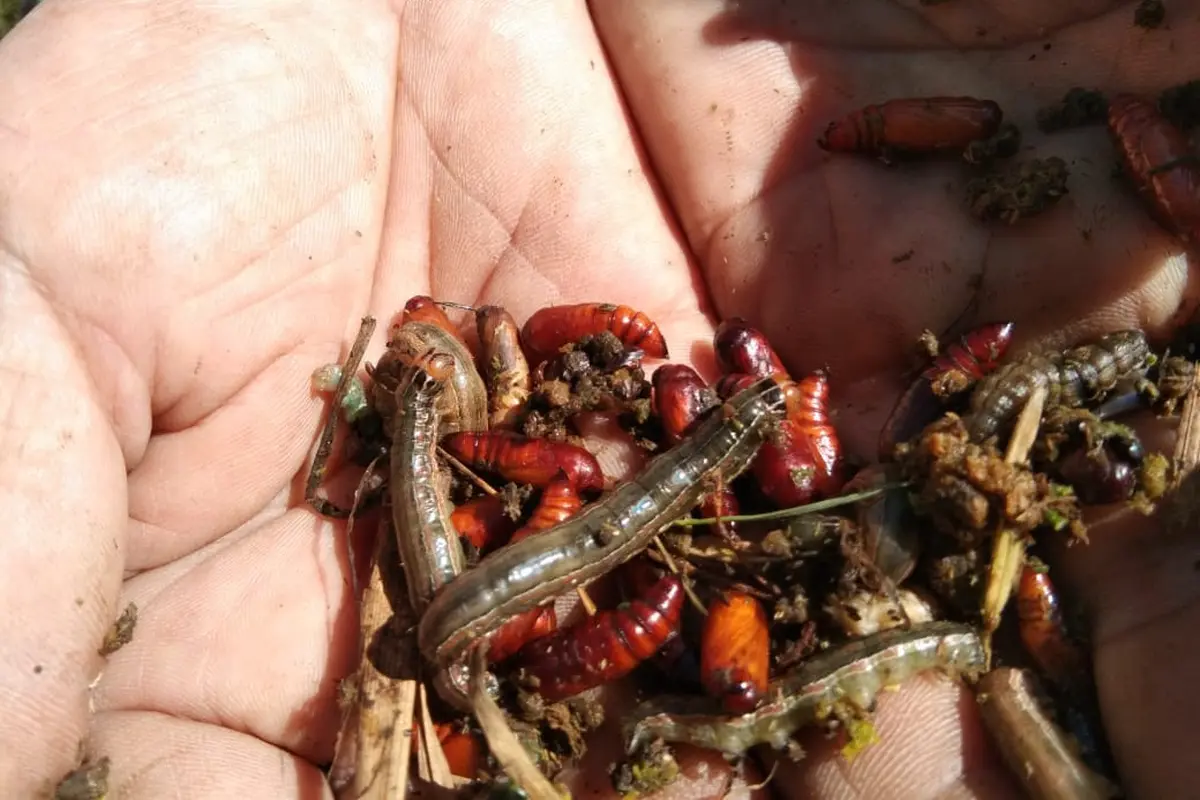 Beberapa hama ulat batang yang berhasil ditemukan petani Pawuan, Garut, Jawa Barat yang merugikan lahan pertanian mereka