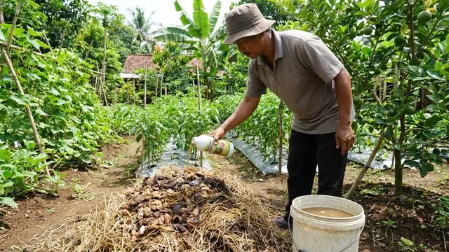 Memanfaatkan Kotoran Ayam untuk Kebun Rumahan