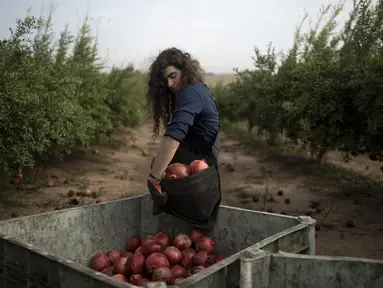 Ido Gilad, 17 tahun, menjatuhkan sekantong buah delima yang dipetiknya saat menjadi sukarelawan di sebuah perkebunan di Ashkelon, Israel, Jumat, 27 Oktober 2023. (AP Photo/Maya Alleruzzo)