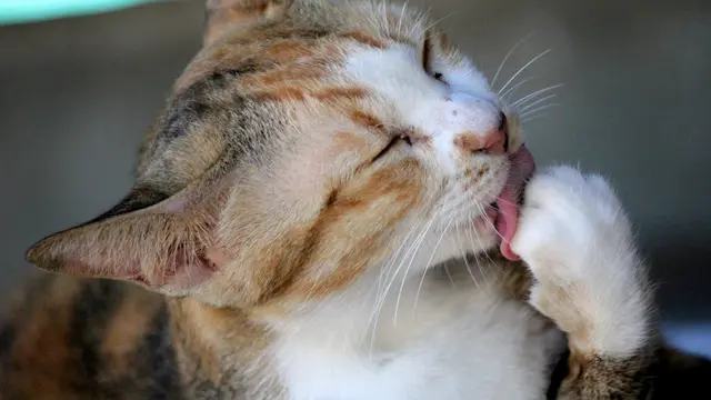 7 Alasan di Balik Kucing Suka Menjilati Tubuhnya