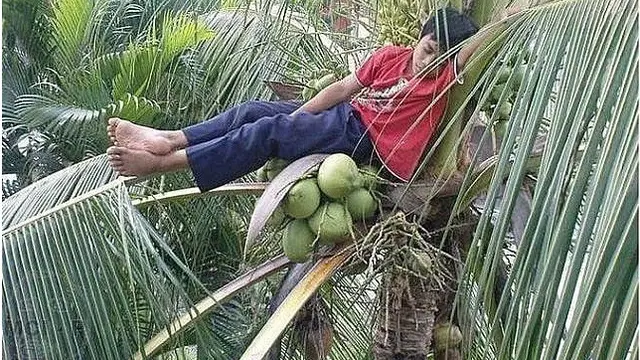 Kelakuan Orang Saat di Atas Pohon ini Bikin Tepuk Jidat