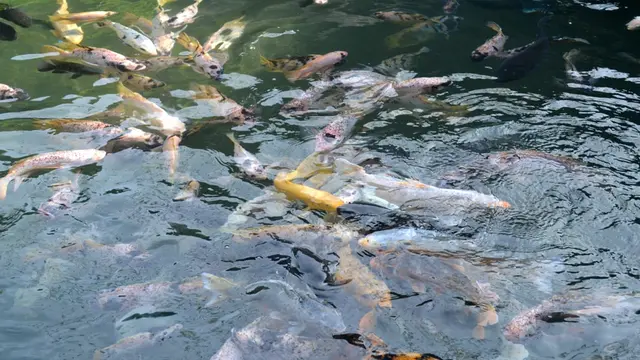 Ikan-ikan kembali berenang dengan riang tanpa pencemaran. (Foto: Liputan6.com/Muhamad Ridlo)