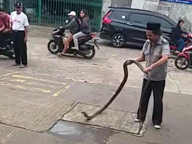 Cerita Pawang Ular Di Bekasi Pelihara King Cobra Yang Sengaja Dilepaskan Dalam Rumah News Liputan6 Com