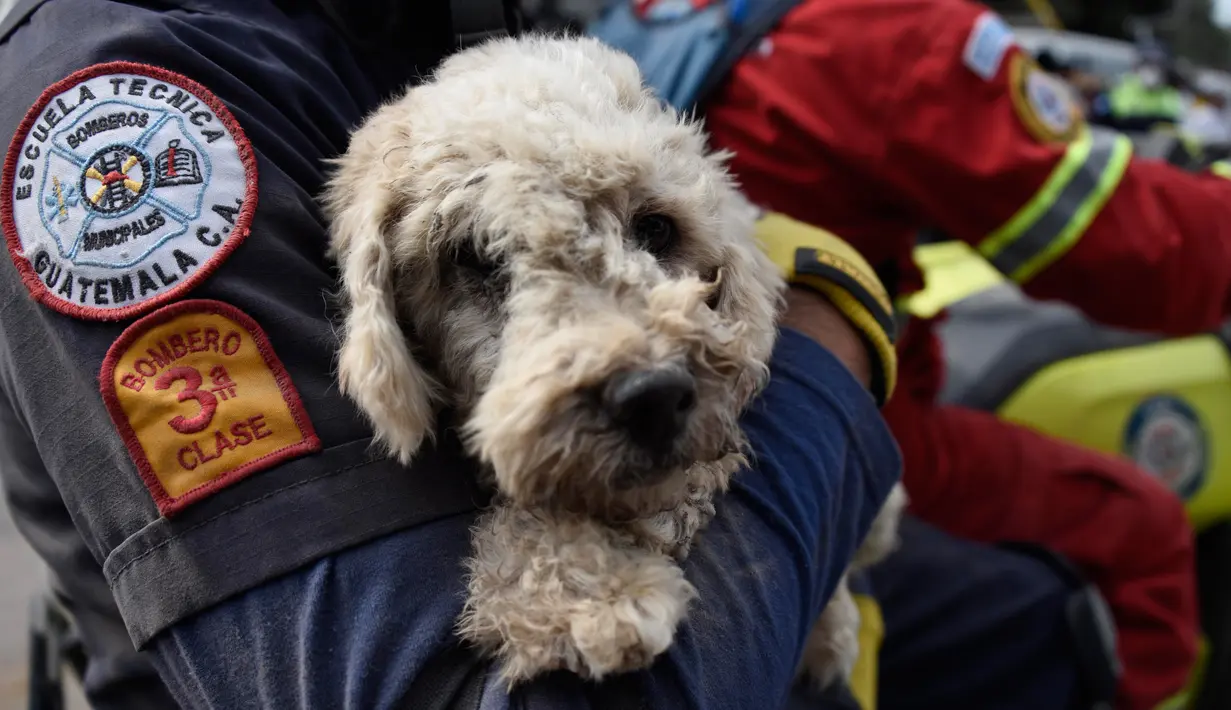 Petugas pemadam kebakaran membawa seekor anjing yang ditemukan dua hari setelah letusan gunung Fuego yang tertutup debu di desa San Miguel Los Lotesi Departemen Escuintla, sekitar 35 km di barat daya Kota Guatemala (5/6). (AFP Photo/Johan Ordonez)