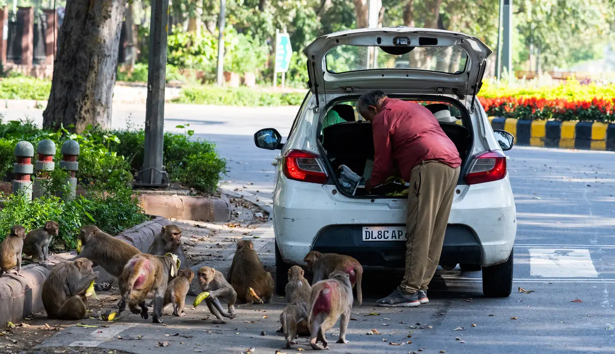 Seorang pengendara mobil membagikan pisang pada kawanan monyet yang berkeliaran di tengah aturan lockdown di New Delhi, India (2/4/2020). (AFP/Jewel Samad)