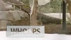 Penjaga kebun binatang Sandiego, Kimberly Hyde mengatakan ia sudah menduga kedua jaguar ini akan terkejut dengan keadaan barunya.
