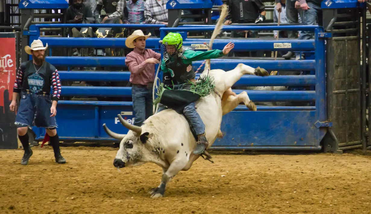 Seorang koboi junior bersaing dalam kompetisi World Finals for the International Miniature Bull Rider 2020 di Mesquite, Texas, AS, 9 Desember 2020. Kompetisi yang diselenggarakan oleh International Miniature Bullrider's Association itu diikuti oleh lebih dari 260 kontestan. (Xinhua/Dan Tian)