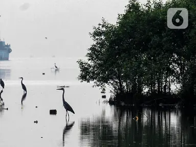 Sejumlah burung ketika bermigrasi di Muara Hutan Lindung Angke Kapuk Jakarta, Sabtu (08/05/2021). Data Birdlife Indonesia, lebih dari 50 juta burung air dari lebih 250 populasi menggunakan jalur terbang yang membentang dari Asia Timur, Asia Tenggara sampai Selandia Baru. (Liputan6.com/Fery Pradolo)