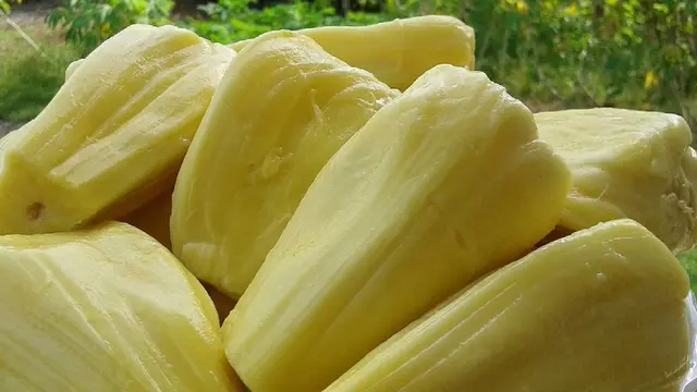 [Bintang] Ilustrasi Buah Nangka