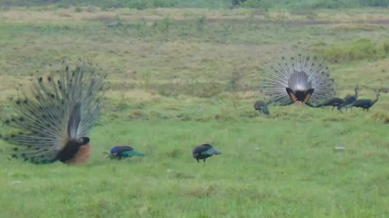 merak hijau (pavo muticus muticus Llnnaeus) hidup bebas di Taman Nasional Alas Purwo (TNAP). (Istimewa)