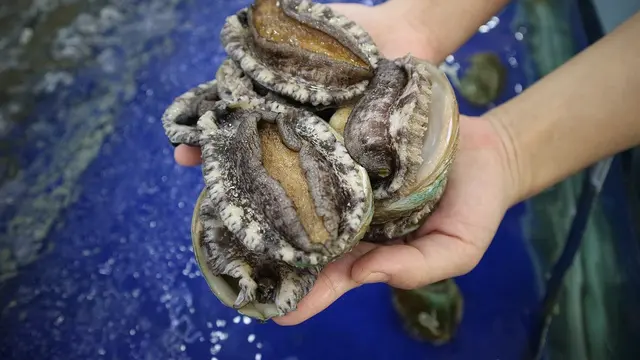 Abalone.
