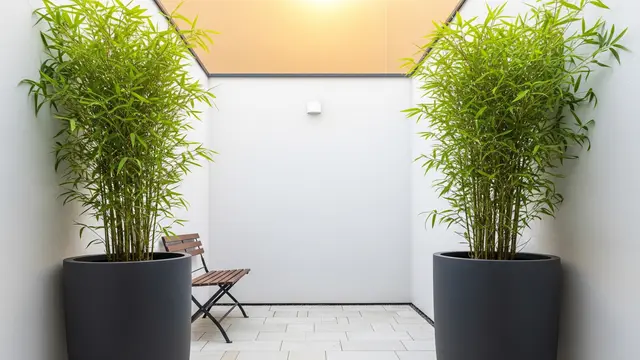 Desain Teras Rumah Sederhana dengan Tanaman Pot Besar (AI)