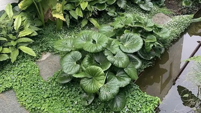 Taman Bali Minimalis Tropis