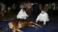 Badan Karantina Lakukan Pemeriksaan Intens Penyakit Brucellosis pada Sapi
