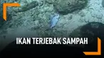 Memprihatinkan, Ikan Terperangkap Sampah Laut