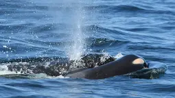 Paus pembunuh J35 membawa bangkai bayinya yang baru dilahirkan di sekitar pantai British Columbia, Kanada, Selasa (24/7). J35 akhirnya melepaskan bayinya di laut lepas setelah membawanya selama 17 hari. (David Ellifrit/Center for Whale Research via AP)