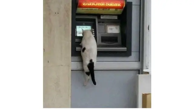 Kucing  nyeleneh (Sumber: Instagram/recehtapisayang)