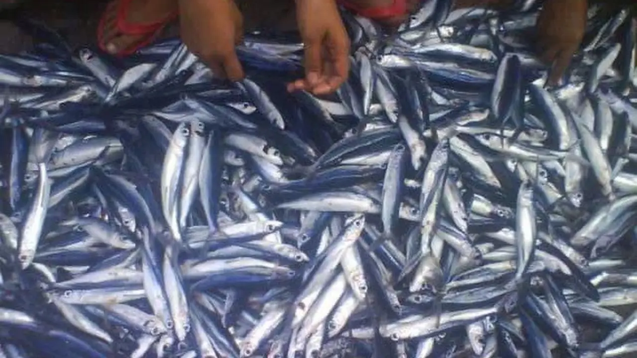 Peluang pengolahan tepung tulang ikan bisa menjadi industri baru, yang kedepannya mampu menambah angka pendapatan negara.