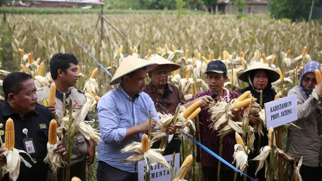 Manfaat Perlakuan Bahan Alami Biosaka
