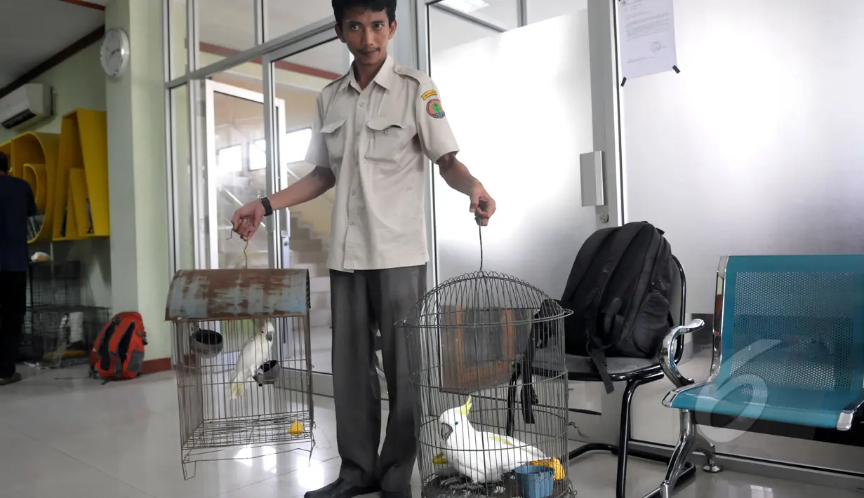 Petugas Balai Konservasi Sumber Daya Alam (BKSDA) menunjukan burung kakaktua jambul kuning yang diserahkan di kantor BKSDA, Jakarta, Senin (11/5/2015). BKSDA menerima 7 burung kakaktua jambul kuning dan satu burung kakatua raja. (Liputan6.com/Johan Tallo)
