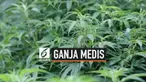Sejumlah apotek di Louisiana Amerika Serikat mulai menjual ganja medis untuk warga setempat. Mulai pekan ini warga bisa gunakan ganja tersebut secara legal untuk pengobatan.