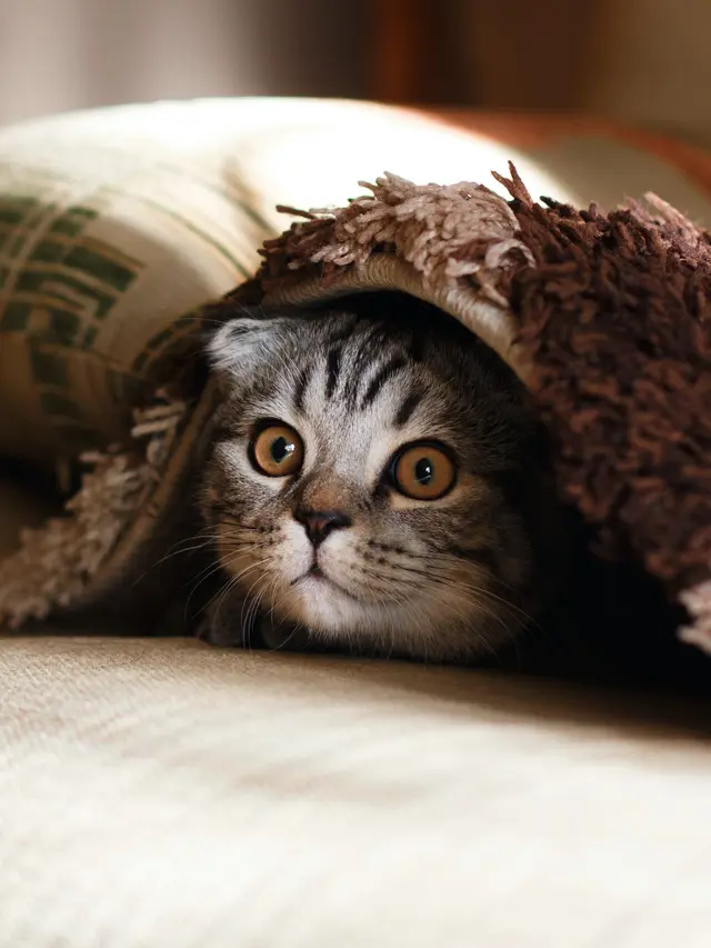 Kucing - Vania