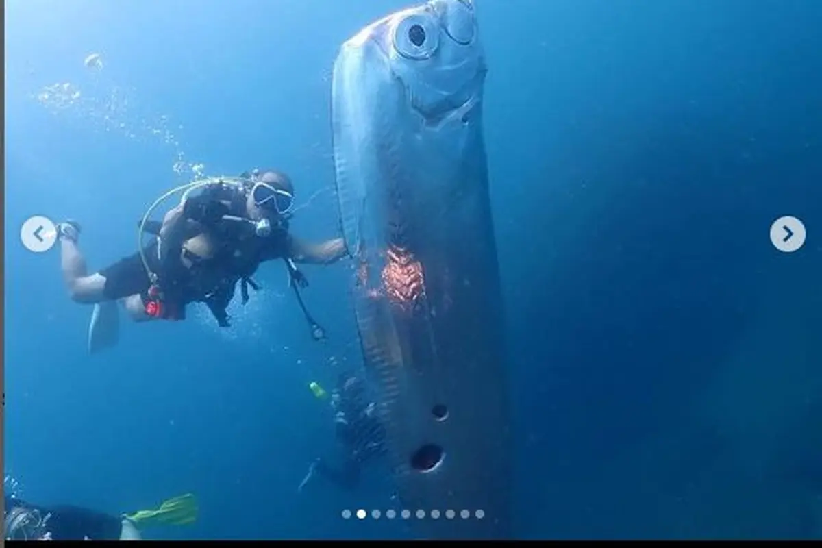 Ikan langka bernama Oarfish ditemukan di laut lepas Taiwan. Kemunculan ikan raksasa berbentuk ular pipih itu diunggah instruktur selam Wang Cheng-Ru di akun Instagram pribadinyanya pada Juni 2023 lalu.
