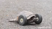 Seekor kura-kura berusia 90 tahun memerlukan pemasangan roda-roda untuk membantunya berjalan.